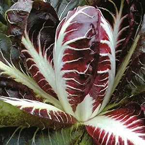 Radicchio Cichorium intybus Rossa di Treviso vegetable seeds for planting in kitchen garden rows