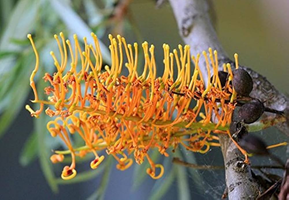 Rare Colorful Grevillea (Grevillea spp.) flower seeds for garden planting
