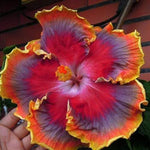 Hibiscus Flower Seeds Purple Orange for Planting, NON GMO Seeds Dhara Seeds