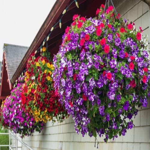 Mixed Hanging Petunia Flower - Heirloom, Non - Gmo Seeds