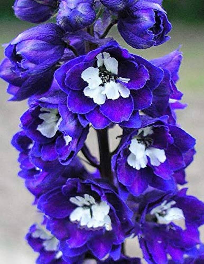 Delphinium Dark Blue White Bee Larkspur Seeds ( )