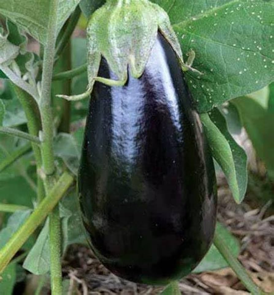 Heirloom Florida Market Eggplant - Seeds for Large Fruit Yields and Tall Plants