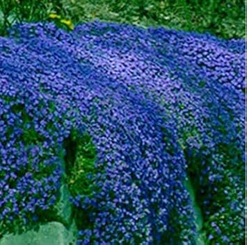 Creeping Thyme Heirloom Non Gmo Image