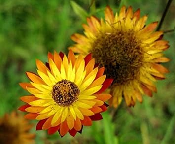 Yellow Orange Straw Flower Seeds for Planting, 100 seeds for planting in home garden