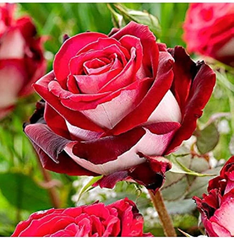 Hybrid Rose Rosa Hybrida Flower Seeds for Planting in home garden and decorative backyard settings