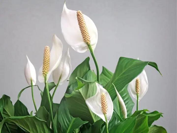 organic-peace-lily-seeds-for-planting

