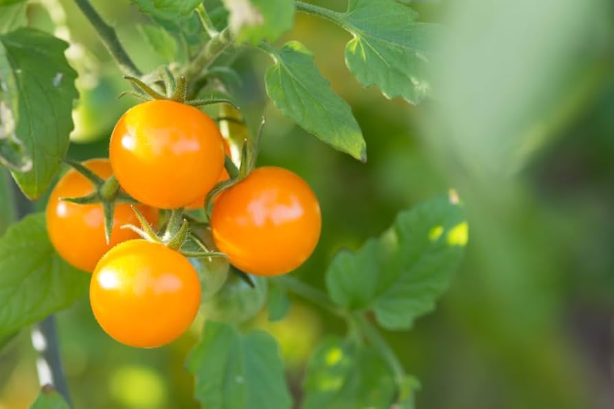 Orange Tomato Seeds for Planting Solanum lycopersicum for home gardens and kitchen gardens