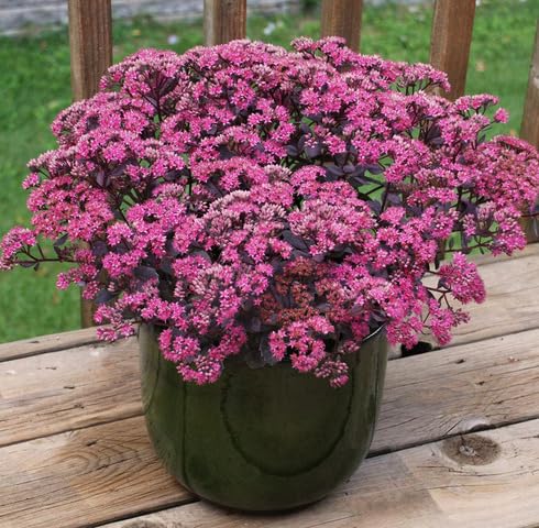 Pink Sedum - Heirloom, Non - Gmo Seeds