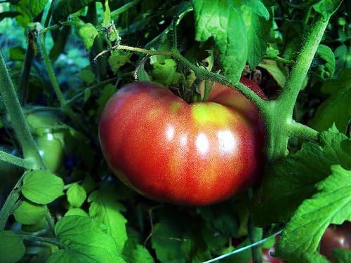 Giant Tomato Solanum lycopersicum Seeds for Planting for Vegetable Patch and Home Garden