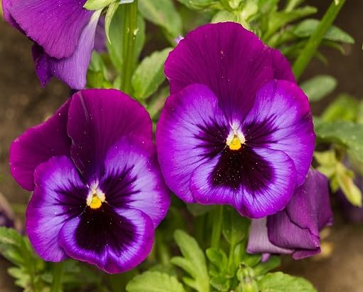 Purple Pansy Flower