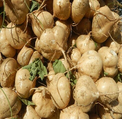 Brown Jicama