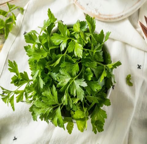 Green Parsley - Heirloom, Non - Gmo Seeds