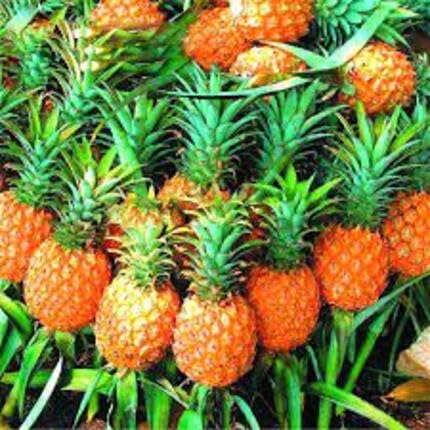 Orange Pineapple Fruit