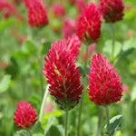 Red Clover Flower Seeds for Planting, 100 seeds for planting in home garden