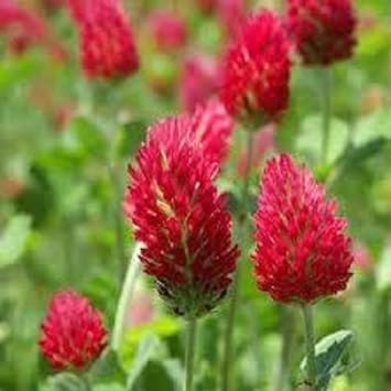 Red Clover Flower Seeds for Planting, 100 seeds for planting in home garden