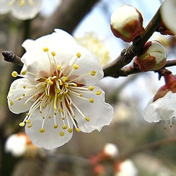White Philadelphus Flower Seeds for Planting - 100 seeds for planting in home garden