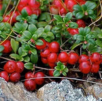 low growing Vaccinium vitis-idaea plant with glossy green leaves and red berries

