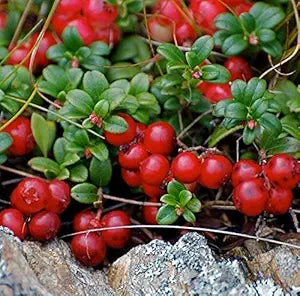 low growing Vaccinium vitis-idaea plant with glossy green leaves and red berries

