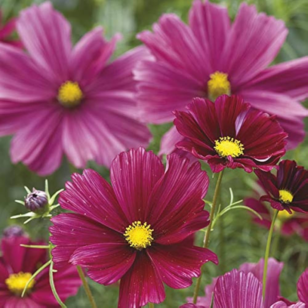 Cosmos Rubenza Seeds for Planting Wildflower Meadow Garden Borders