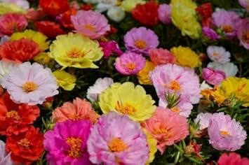 Mixed Portulaca Flower Seeds for Planting, 100