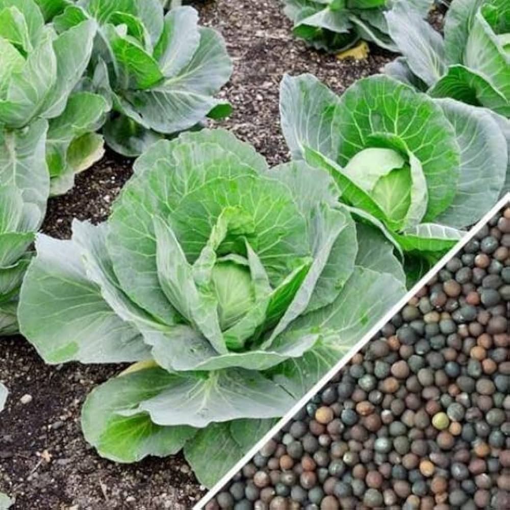 Premium Round Shape Late Maturity Cabbage For Planting – Heirloom, Non-GMO, High Germination Organic Garden Seeds