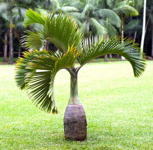 Green Hyophorbe Tree - Heirloom, Non - Gmo Seeds