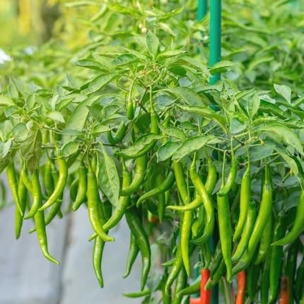 Chilli