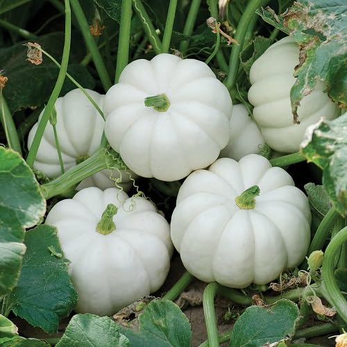 White Pumpkin