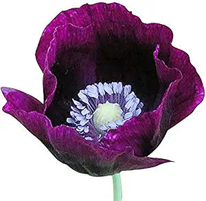 Poppy Papaver Somniferum Purple Flower Seeds for Planting – Elegant Blooms for Pollinator Gardens and Border Displays