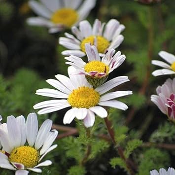 Anacyclus Pyrethrum Flower Seeds for Planting - 100 seeds for planting in home garden