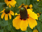 Clasping Coneflower (Dracopis amplexicaulis) seeds for perennial planting