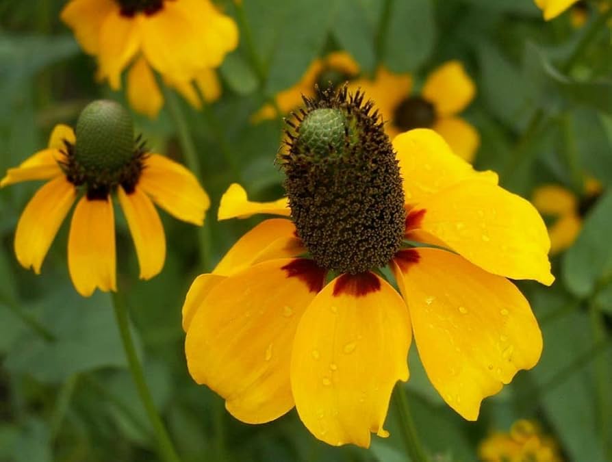 Clasping Coneflower (Dracopis amplexicaulis) seeds for perennial planting