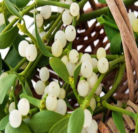 Green Mistletoe - Heirloom, Non - Gmo Seeds