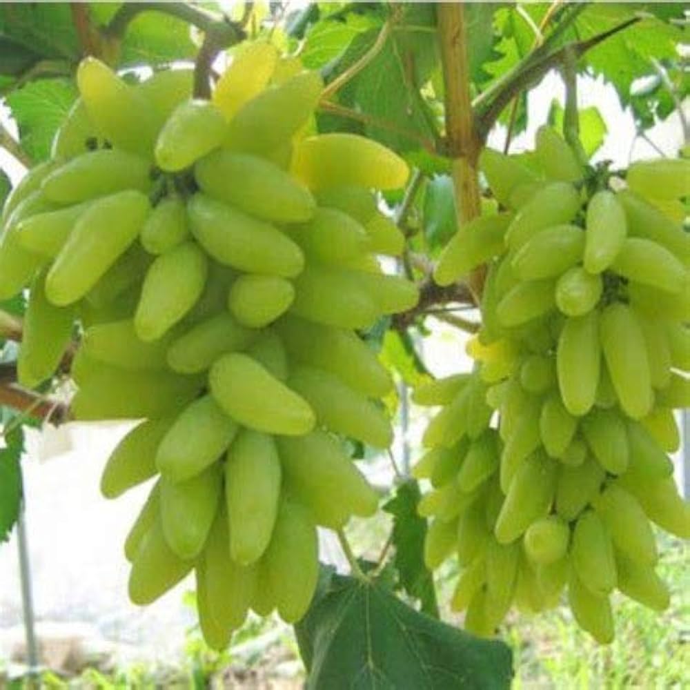 Rare Finger Grape Seeds Delicious Fruit