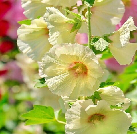 Yellow Hollyhock Flower - Heirloom, Non - Gmo Seeds