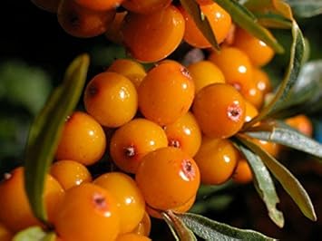 Orange Sea Buckthorn Fruit - Heirloom, Non - Gmo Seeds