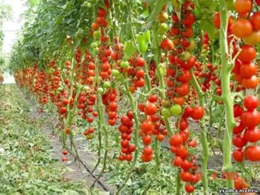 Tomato Solanum Lycopersicum Climbing Cherry Vegetable Seeds for Planting – Perfect for Vertical Garden and Patio Growing