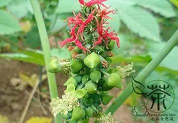 Green Scutellaria Baicalensis Plant Seeds for Planting - NON GMO Seeds Dhara Seeds