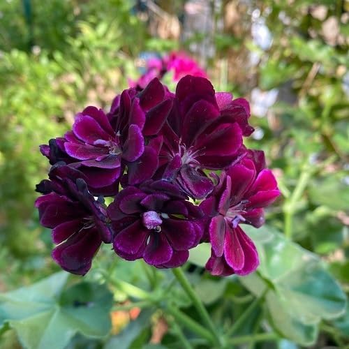 Purple Geranium Flower