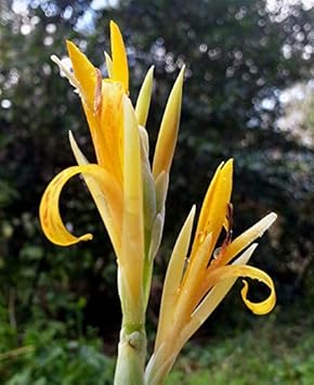 Yellow Achira Flower Seeds for Planting - 100 pcs