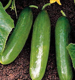 Diva F cucumber seeds