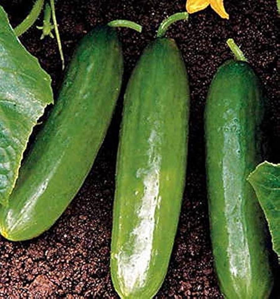 Diva F cucumber seeds
