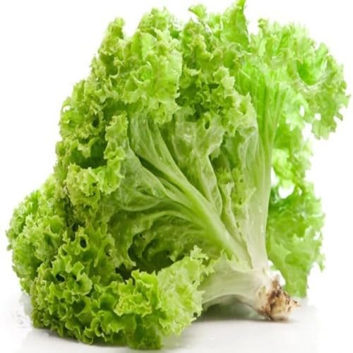 Green Lettuce