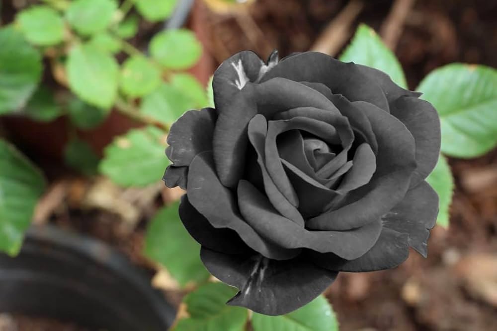 Rose Rosa Hybrida Black Flower Seeds for Planting