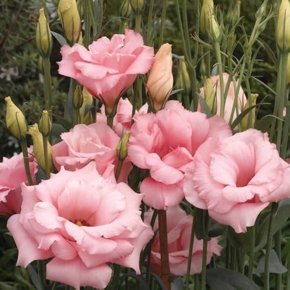 Zistrose Flower Seeds for Planting - 100 pcs