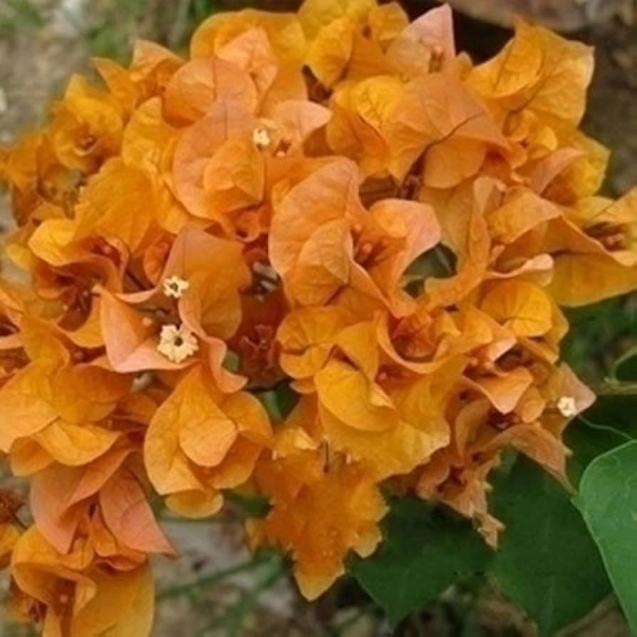 Bougainvillea Spectabilis Bougainvillea Spectabilis Seeds for Planting - Perfect for Flower Bed & Urban Garden