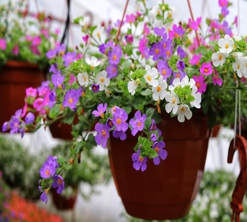 Mixed Bacopa Flower - Heirloom, Non - Gmo Seeds