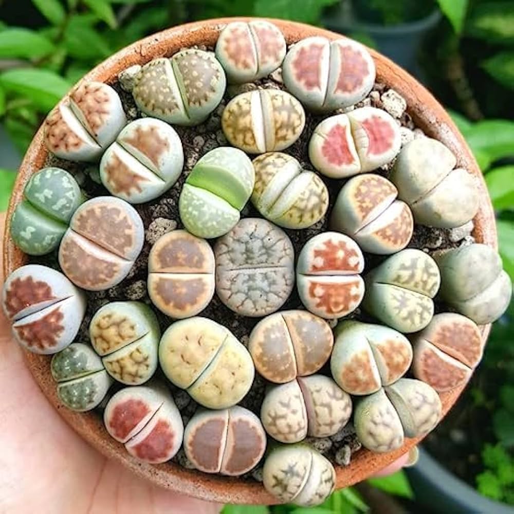 Succulent Lithops Pseudotruncatella Seeds for Planting – Living Stone Variety Ideal for Indoor Pots and Minimalist Decor