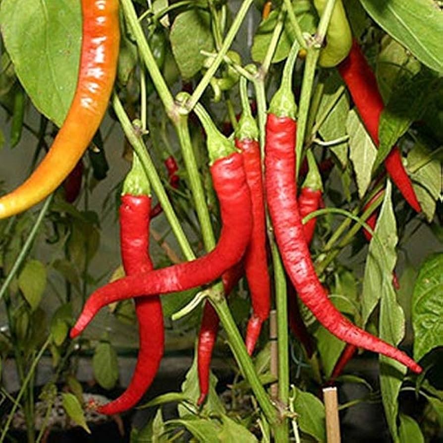 Pepper Capsicum Annuum Aci Sivri Hot Vegetable Seeds for Planting – Ideal for Kitchen Garden and Spicy Harvest