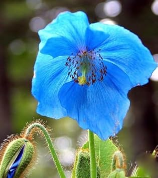 Fresh Meconopsis Flower Seeds for Planting - 100 seeds for planting in home garden